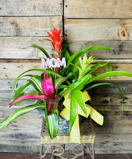 Exclusive Bromeliad Combo Planter