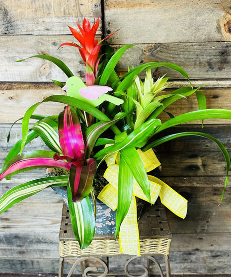 Exclusive Bromeliad Combo Planter