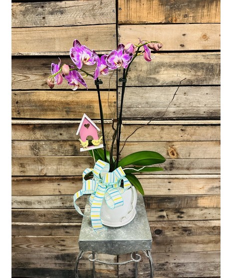 Exclusive Double Orchid Plant