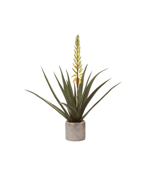 Agave Plants (Silk)