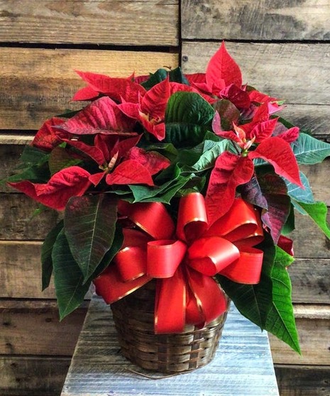 Red Poinsettia Plant (6
