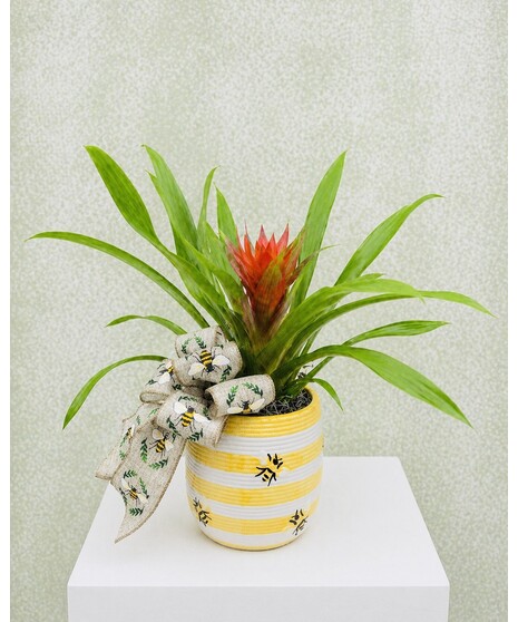 BUMBLE BEE WITH BROMELIAD EVERYDAY