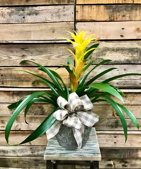 Bromeliad Stone Pot