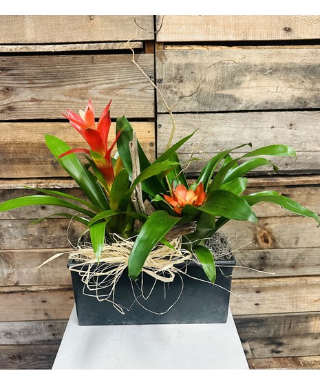 Bromeliad Driftwood