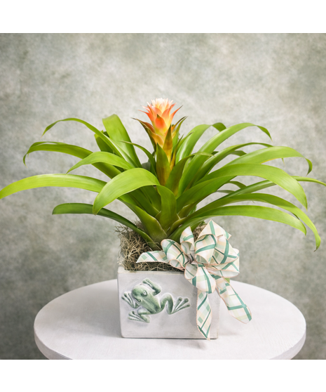 BROMELIAD IN FROG PLANTER