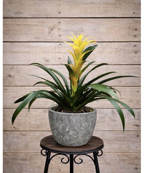 Bromeliad Stone Pot