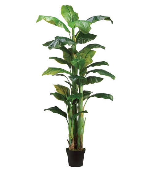 Banana Tree (Silk)