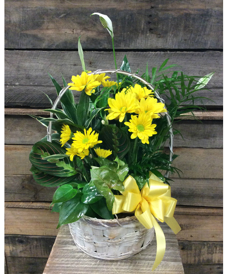 Basket Dish Garden (Deluxe)