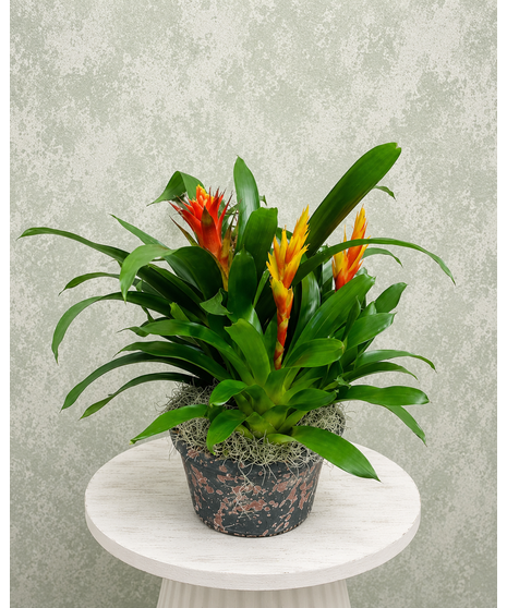 Bromeliad Combo Planter