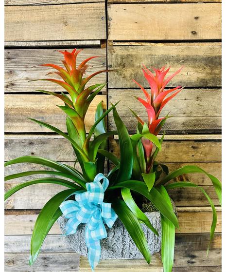 Flowering Plants