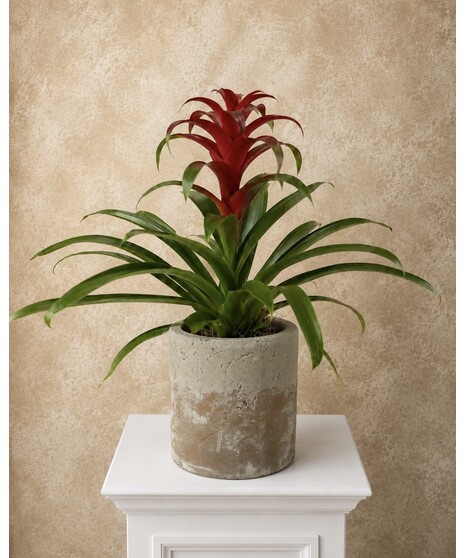 Desktop Bromeliad