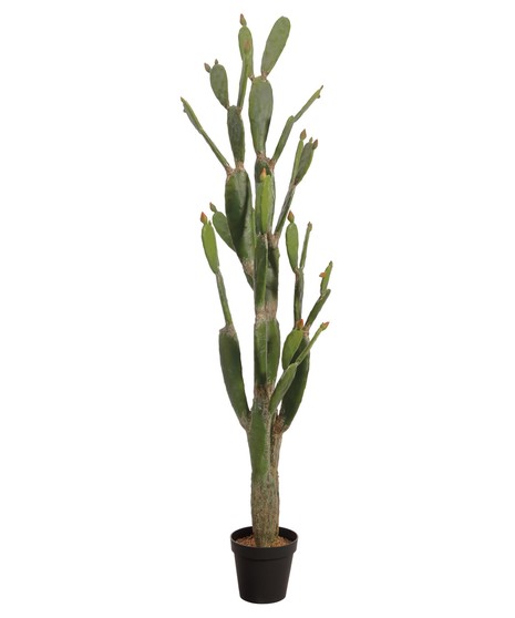 Bunny Ear Cactus