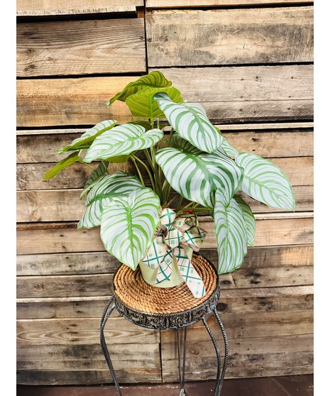 silk calathea plant with mom pick
