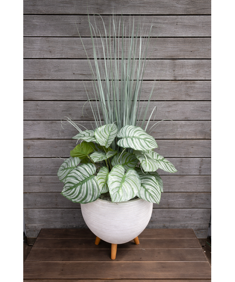 Calathea Plant (Silk)
