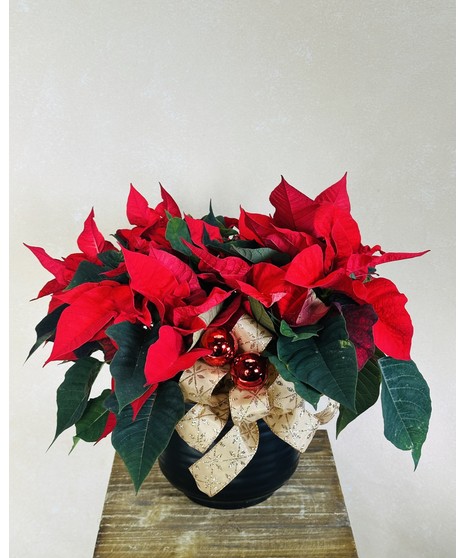 CERAMIC RED POINSETTIA POT