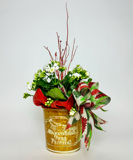CHRISTMAS KALANCHOE