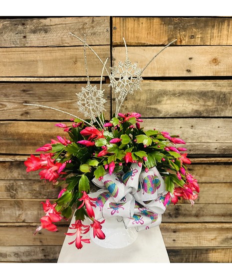 Christmas Cactus