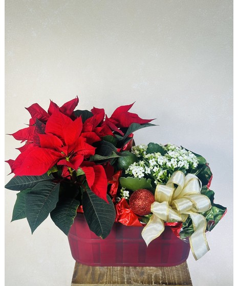 Christmas Kalanchoe Basket