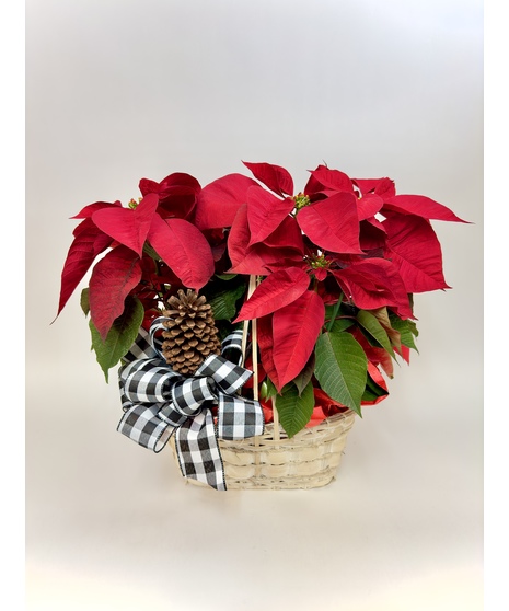 Country Poinsettia Basket