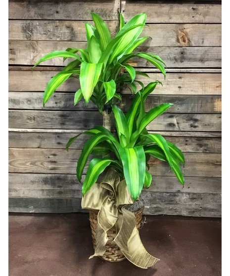 Corn Plant
