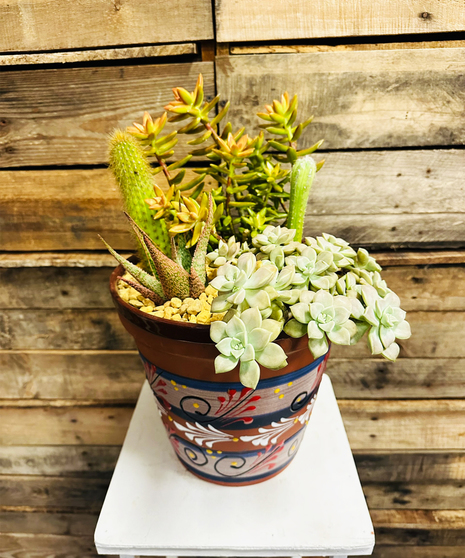 desert succulent garden with dramatic cacti and succulents