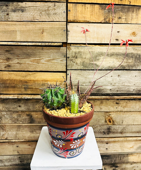 desert succulent garden with dramatic cacti and succulents