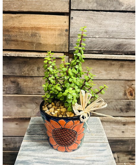succulent in dramatic tile planter