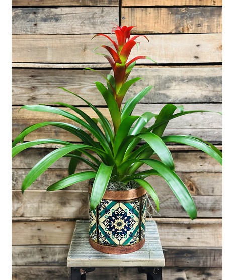 Desktop Bromeliad
