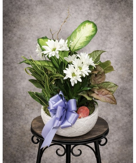 DISH GARDEN (STANDARD)