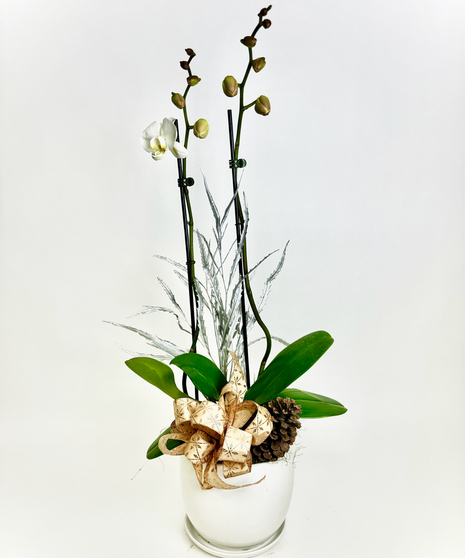 DOUBLE CHRISTMAS ORCHID