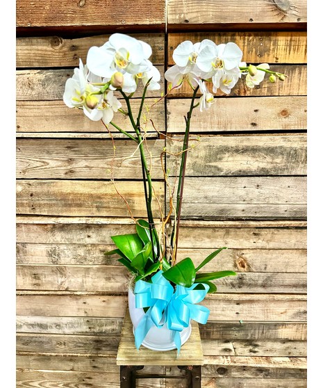 Double Orchid Plant