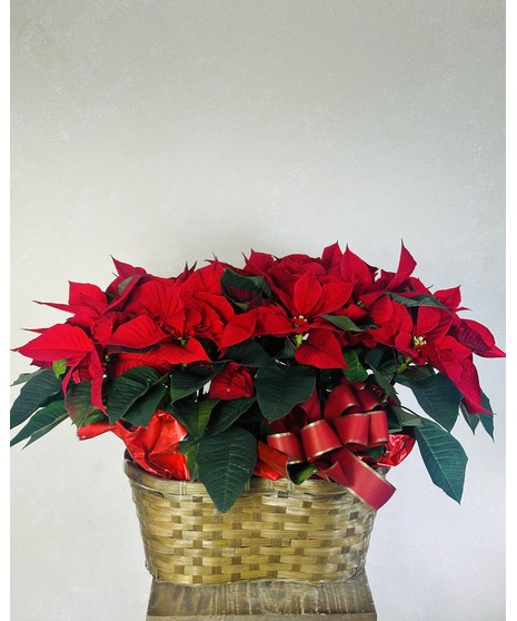 Double Poinsettia Basket
