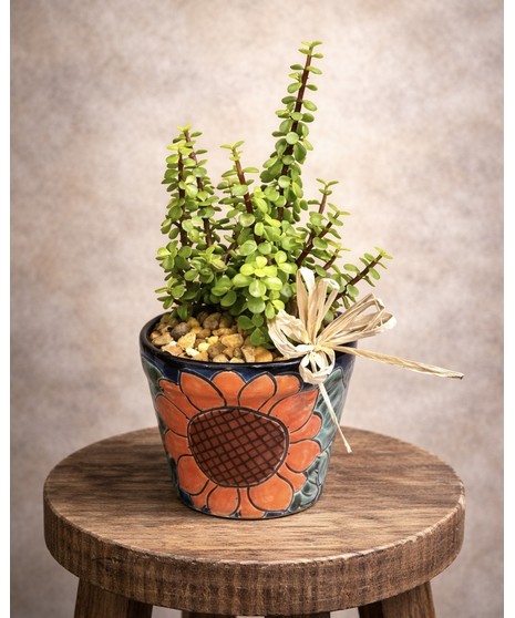 succulent in dramatic tile planter