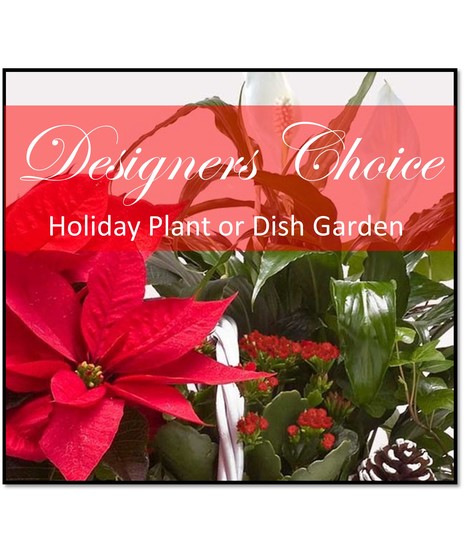 Designers Choice Holiday Plant or Dish Garden