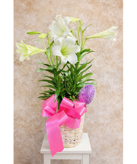 Double Easter Lily Plant