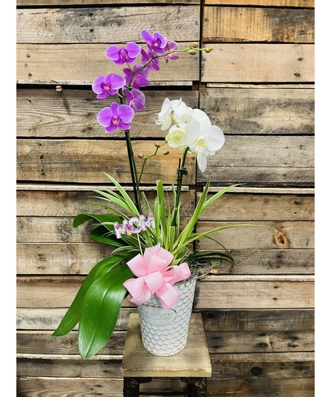 Orchid Garden Deluxe