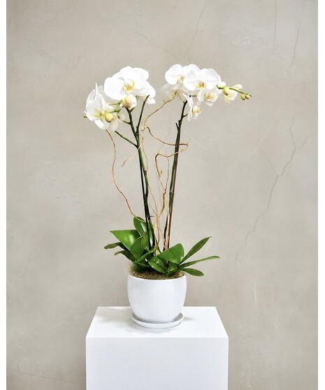 Double Orchid Plant