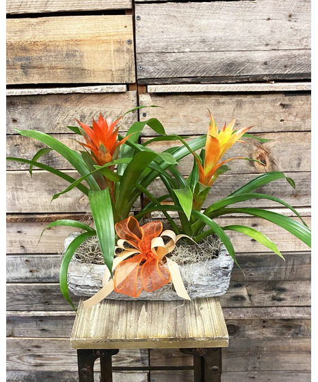 Bromeliad Driftwood