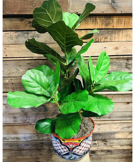 Fiddle Leaf Fig (Silk)
