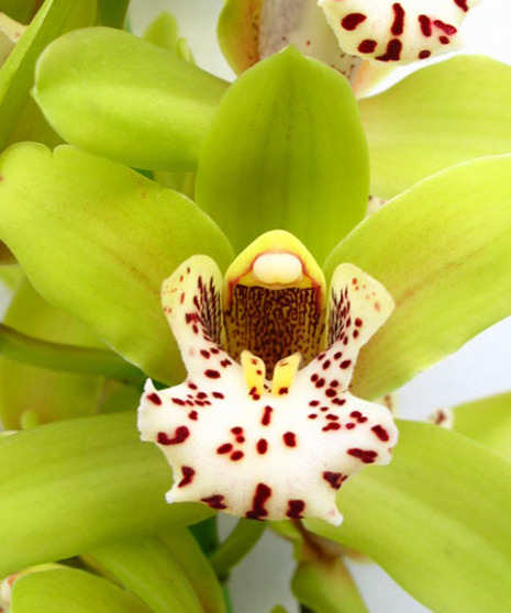 Cymbidium Orchid Corsage