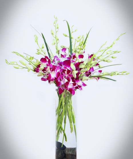 Orchid Delight
