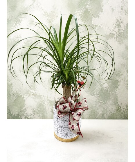PONY TAIL PALM PLANTER