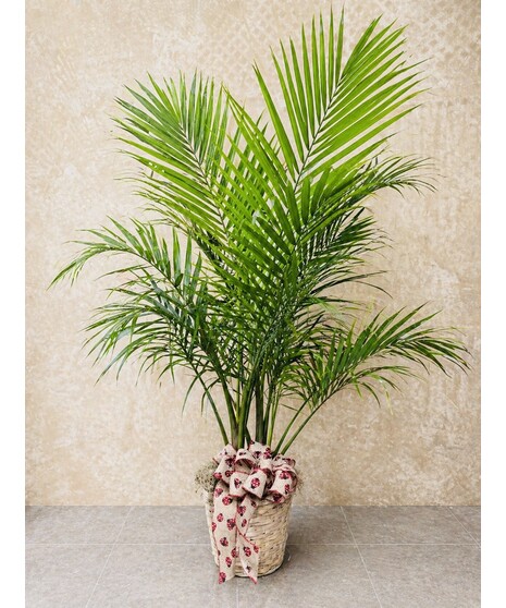 MAJESTY PALM