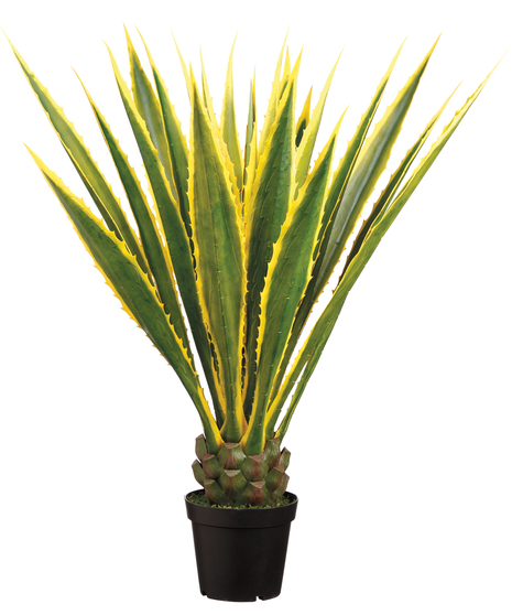 Agave Plants (Silk)
