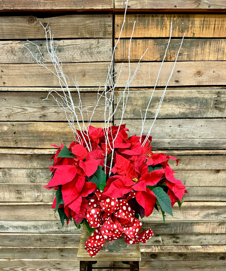 RED POINSETTIA PLANT (8