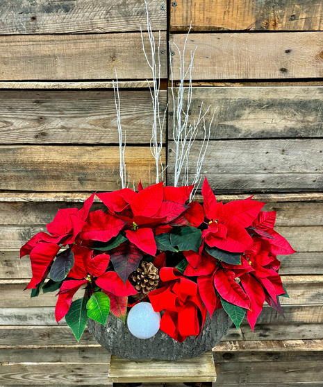 WINTER'S BLUSH POINSETTIA