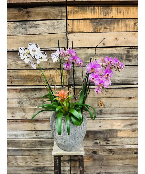 Flowering Plants