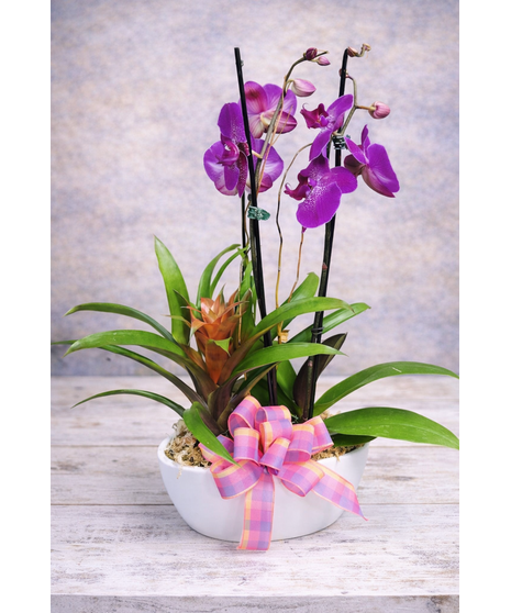 Orchid & Bromeliad Combo