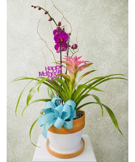 Orchid & Bromeliad Combo