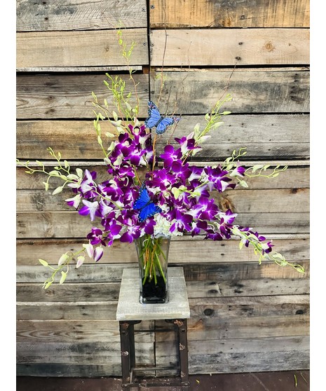 Orchids & Butterflies